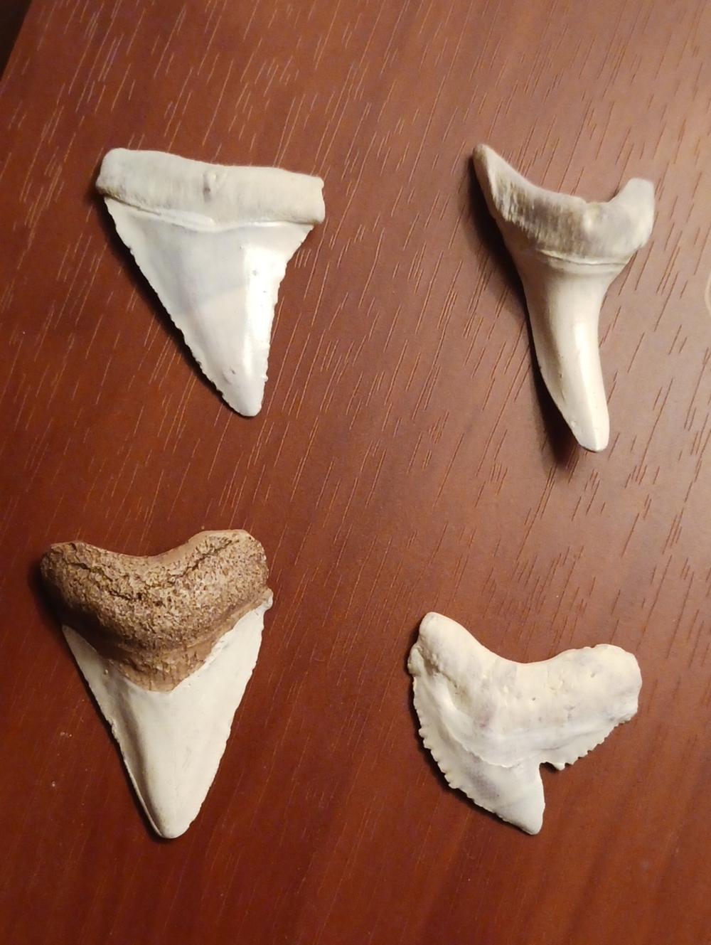 Fossil Shark Teeth Assortment